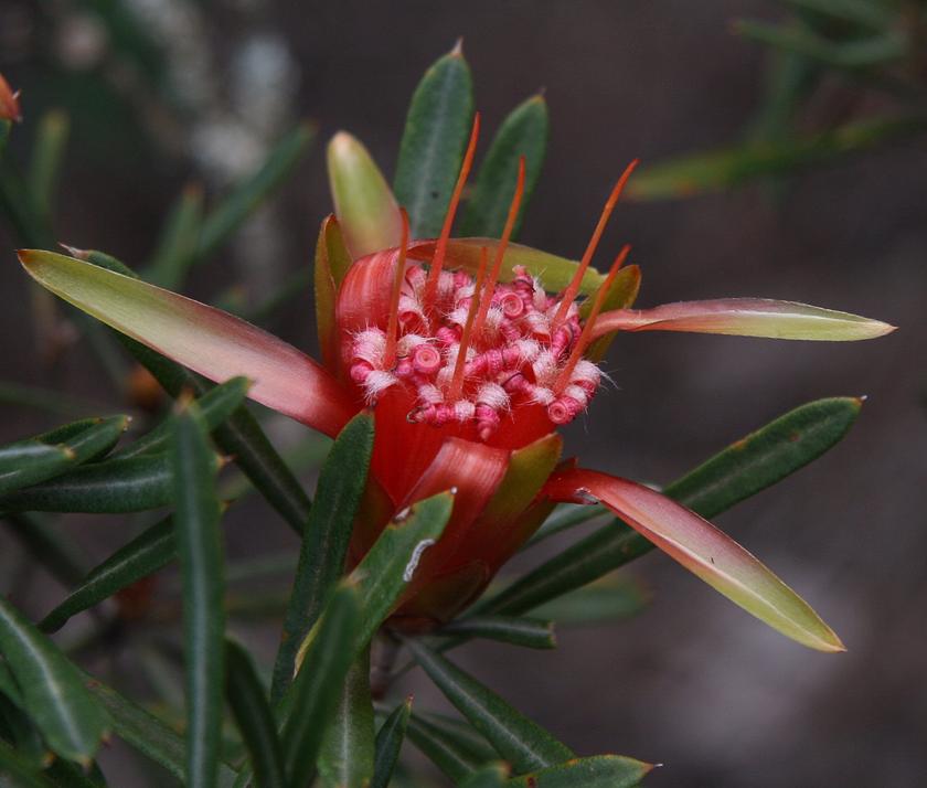 Lambertia formosa princes rock1 cropped