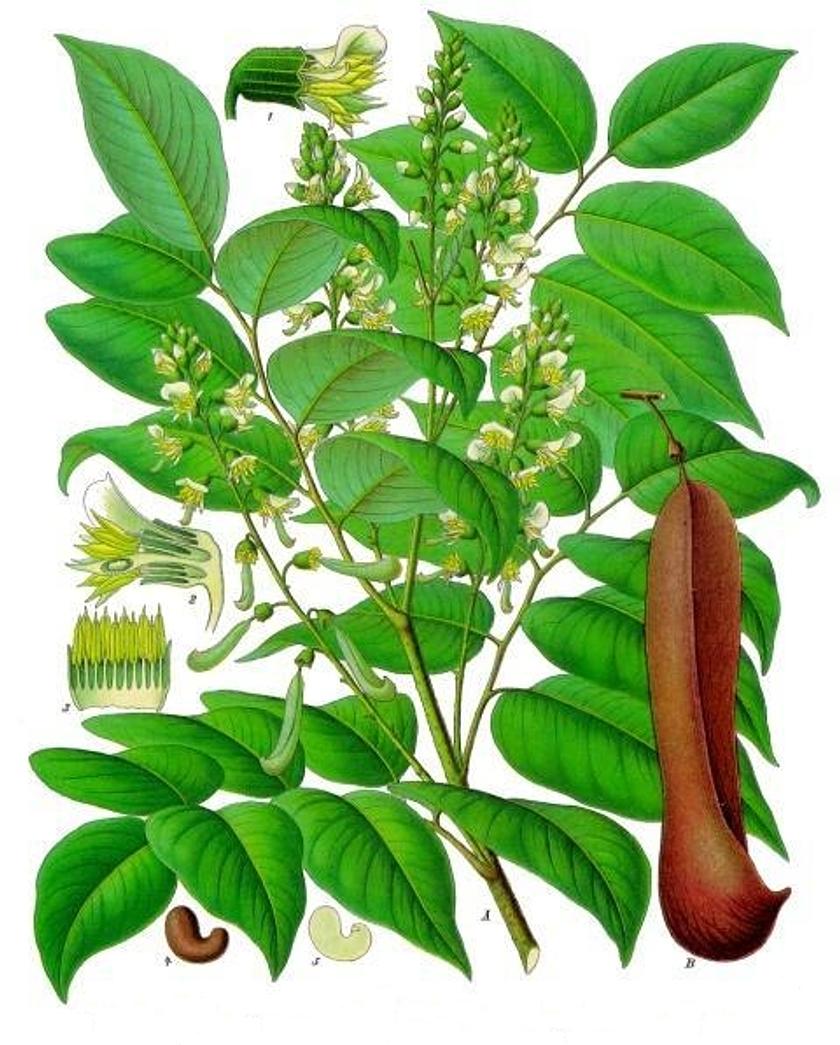 Myroxylon balsamum — Köhler's Medizinal-Pflanzen plate 140