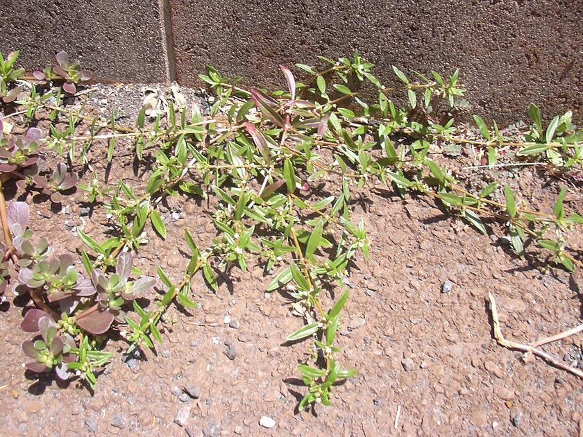 Oldenlandia corymbosa (Hedyotis corymbosa)