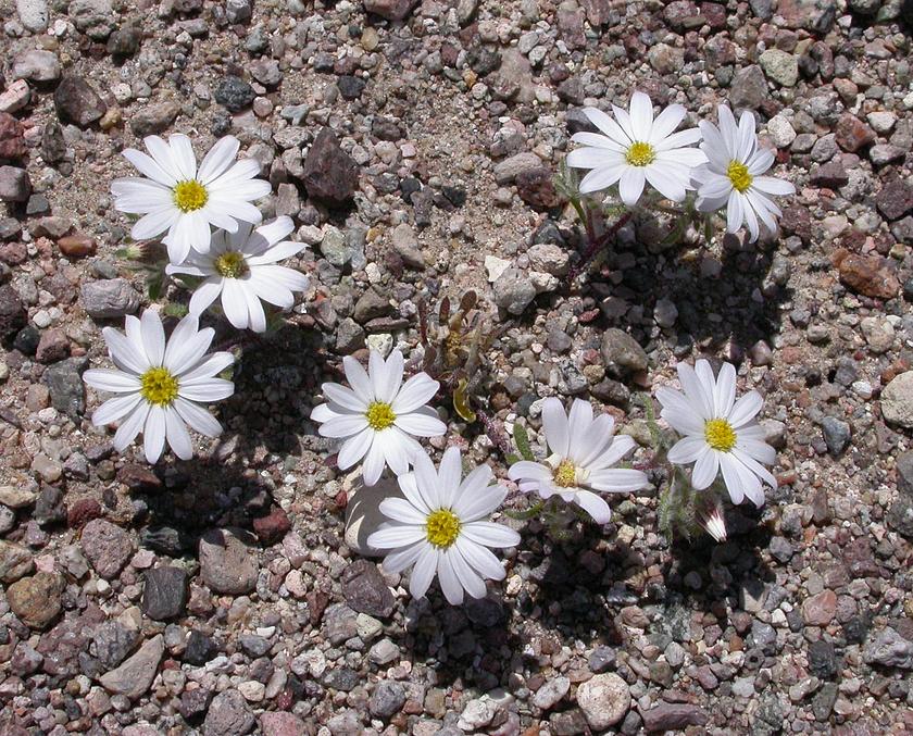 Monoptilon bellioides 2005-04-01