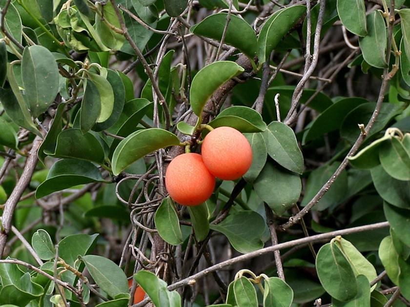 Ximenia americana leaves & fruit at Chilkur near Hyderabad