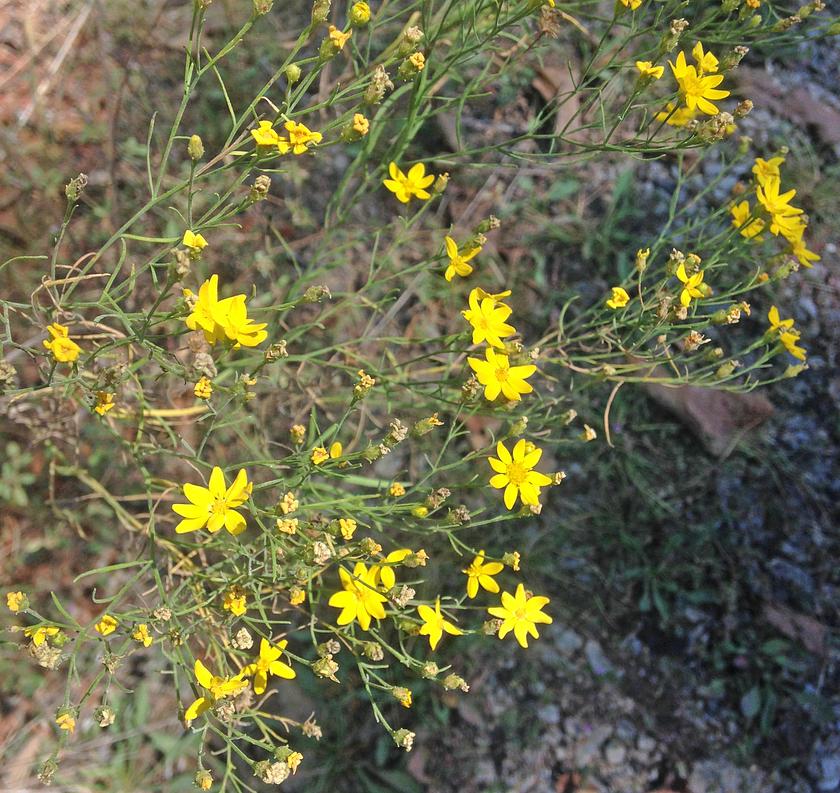 Amphiachyris dracunculoides