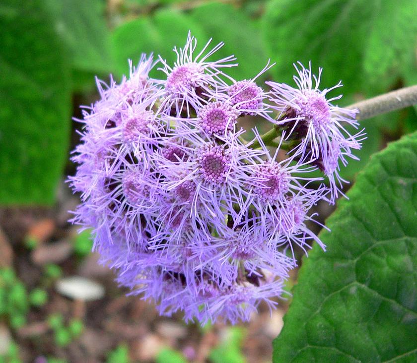Bartlettina sordida
