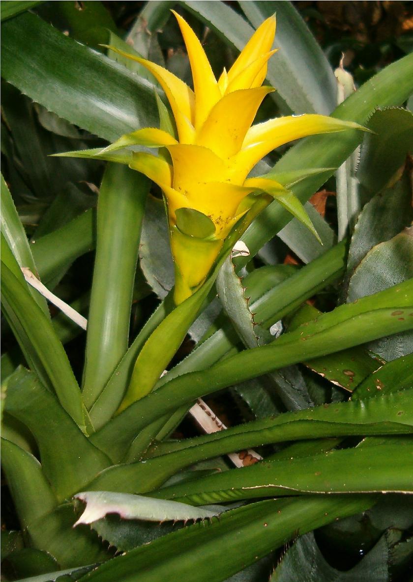 Canistropsis billbergioides cv. Citron (Nidularium billbergioides citrinum)
