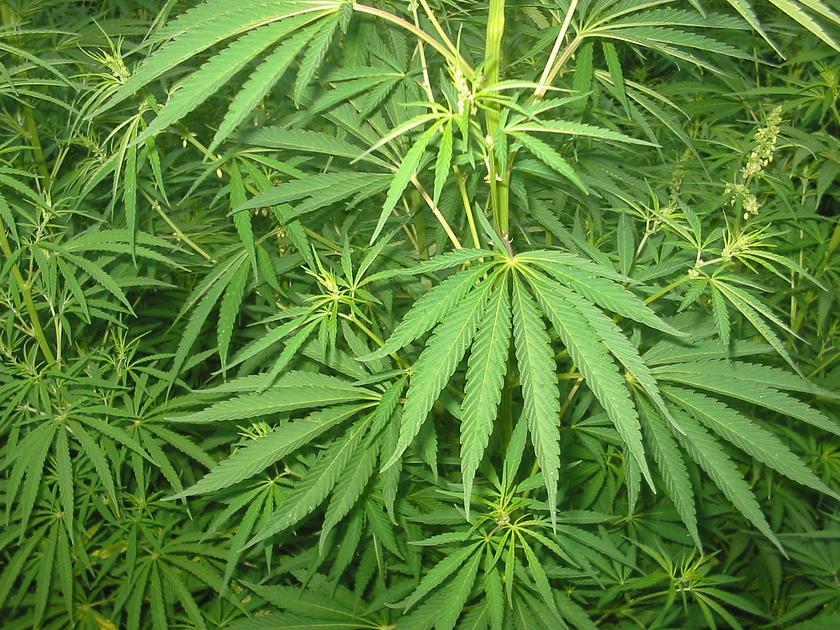 Cannabis_01_bgiu.jpg