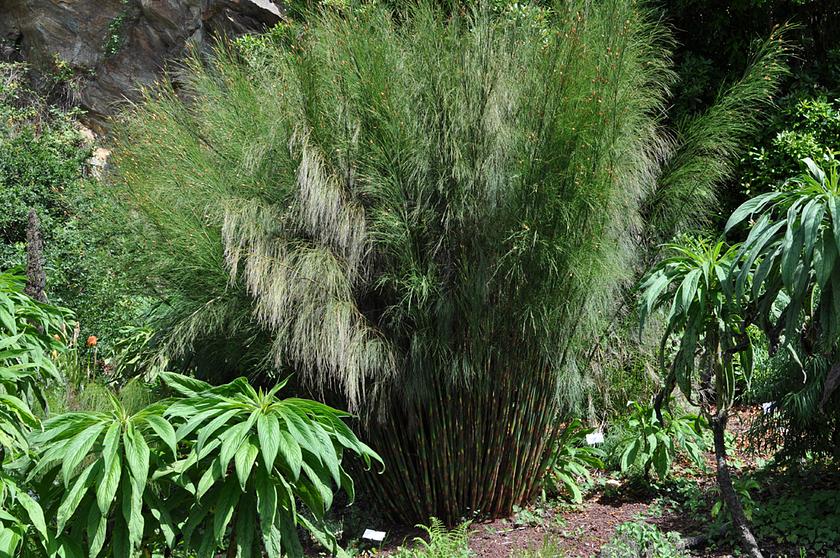 Cannomois virgata
