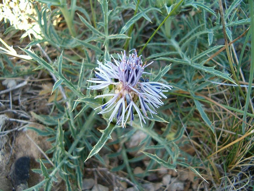 Carduncellus monspeliensium
