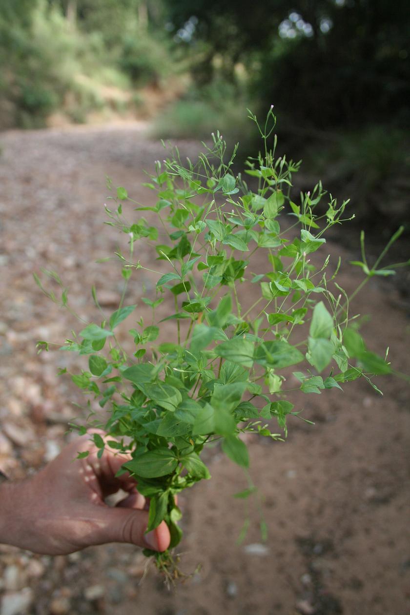 Canscora diffusa