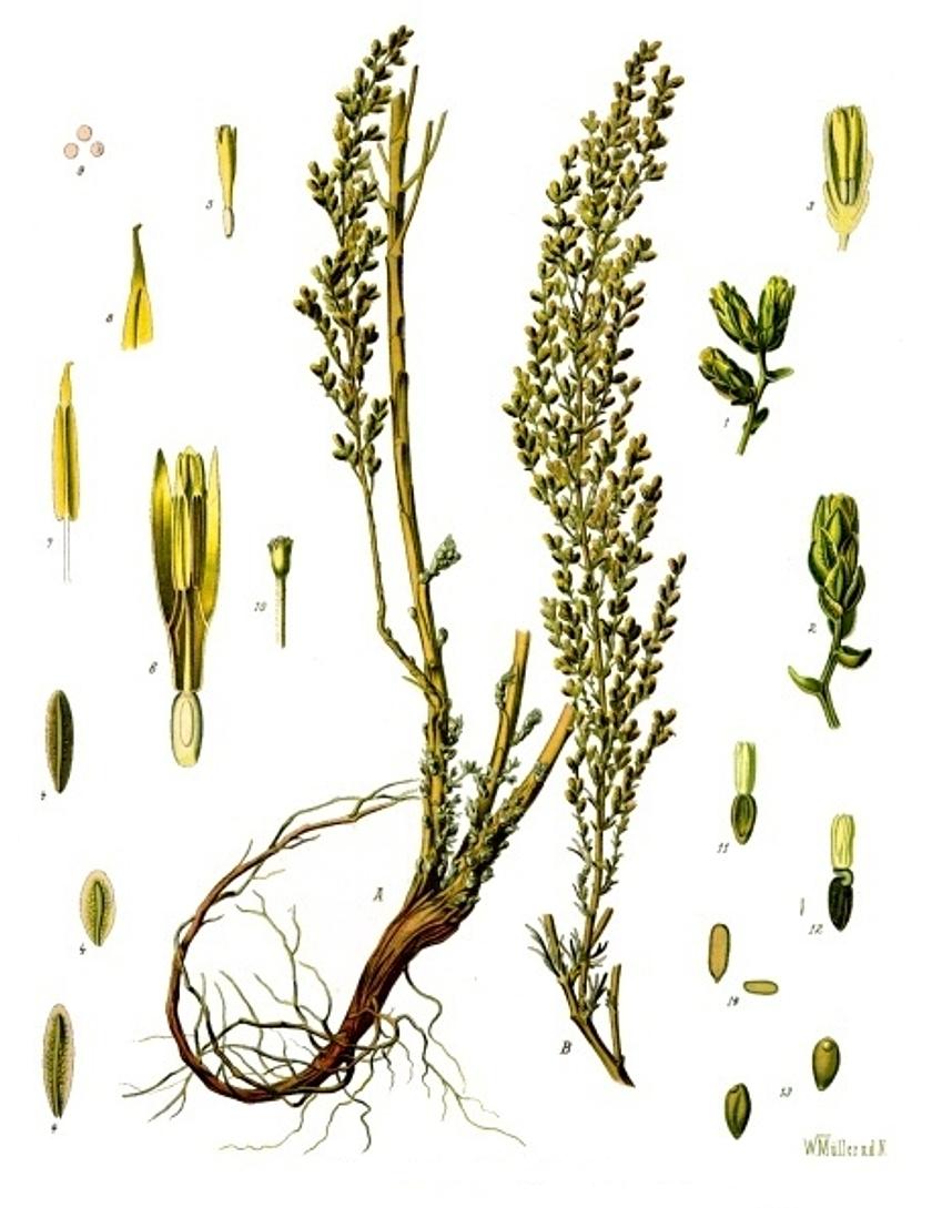 Artemisia cina – Köhler’s Medizinal-Pflanzen