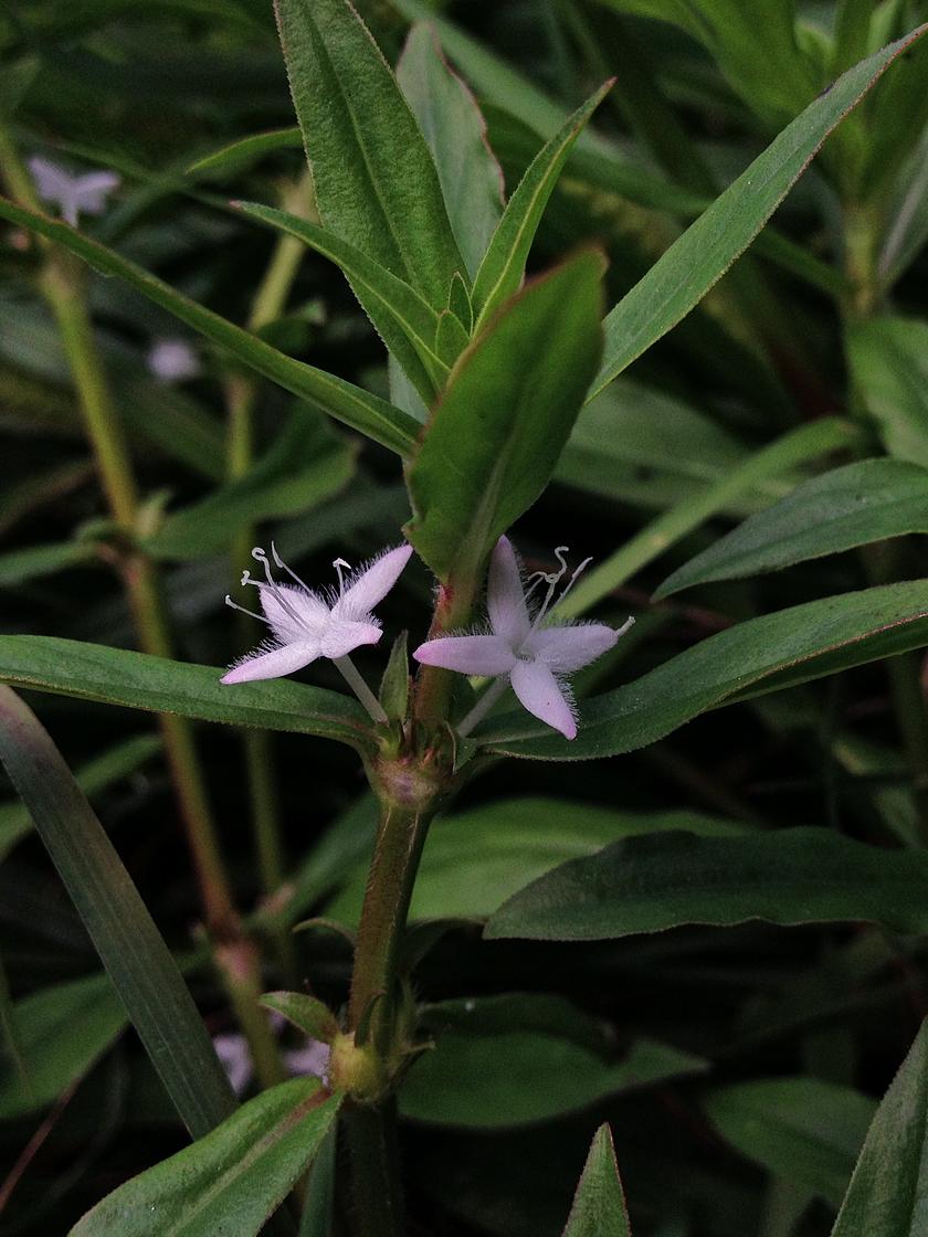 Diodia virginiana - Virginia Buttonweed