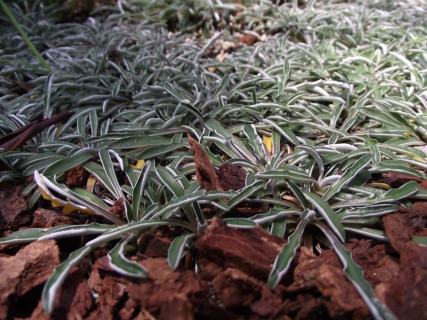 Dymondia margaretae