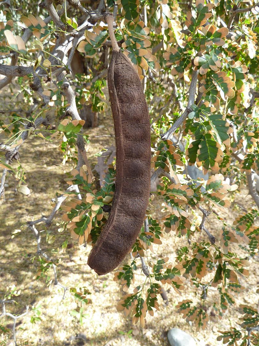 Ebenopsis ebano fruit