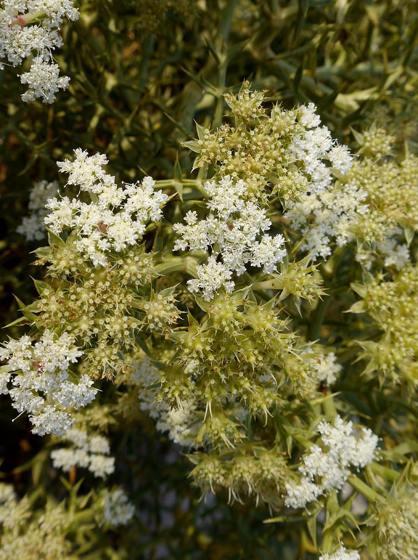 Echinophora spinosa