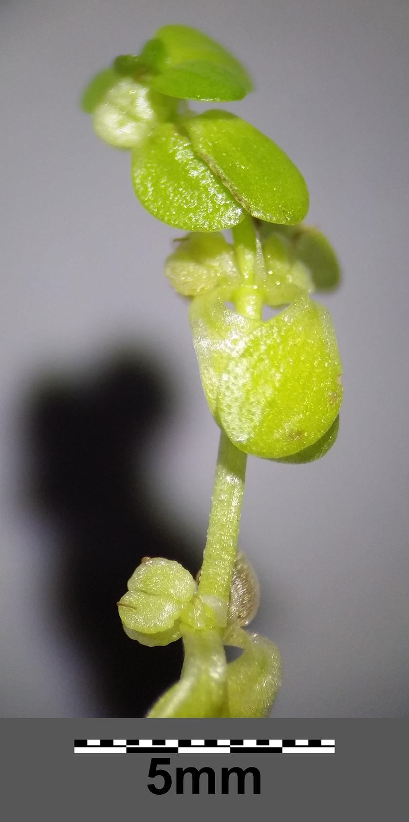 Callitriche stagnalis — Habitus, wet wayside near Gmünd, Lower Austria