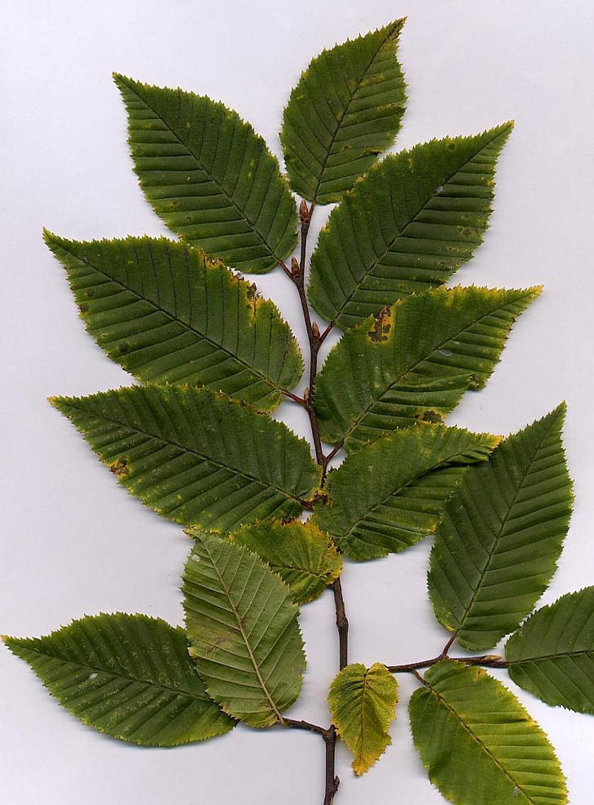 Carpinus betulus foliage