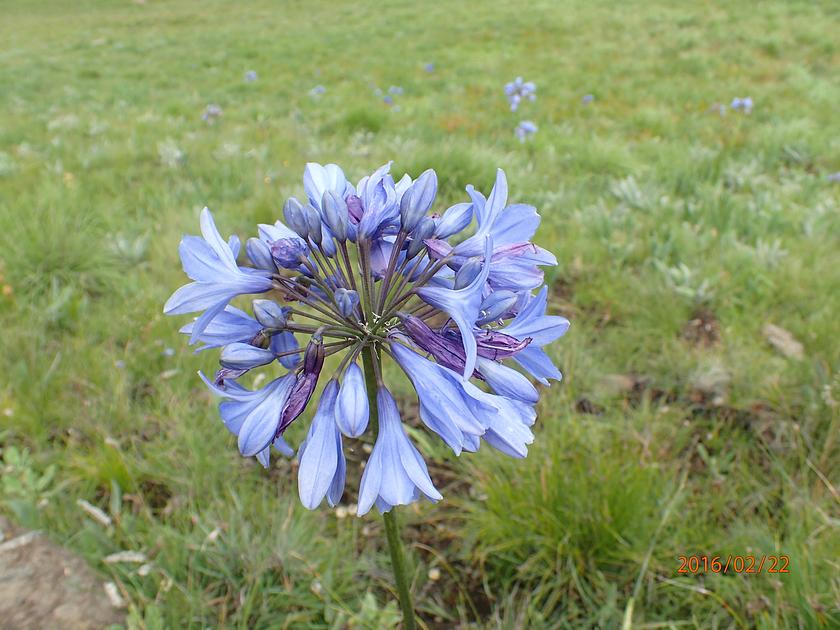 Agapanthus praecox-IMG 9358