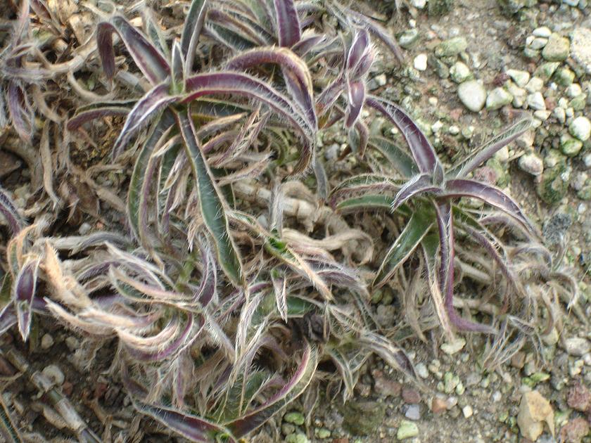 Cyanotis somaliensis