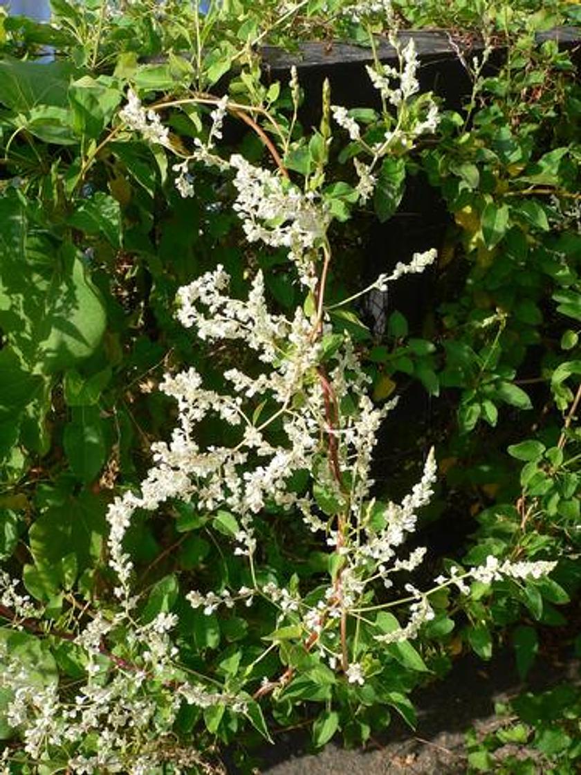 Fallopia